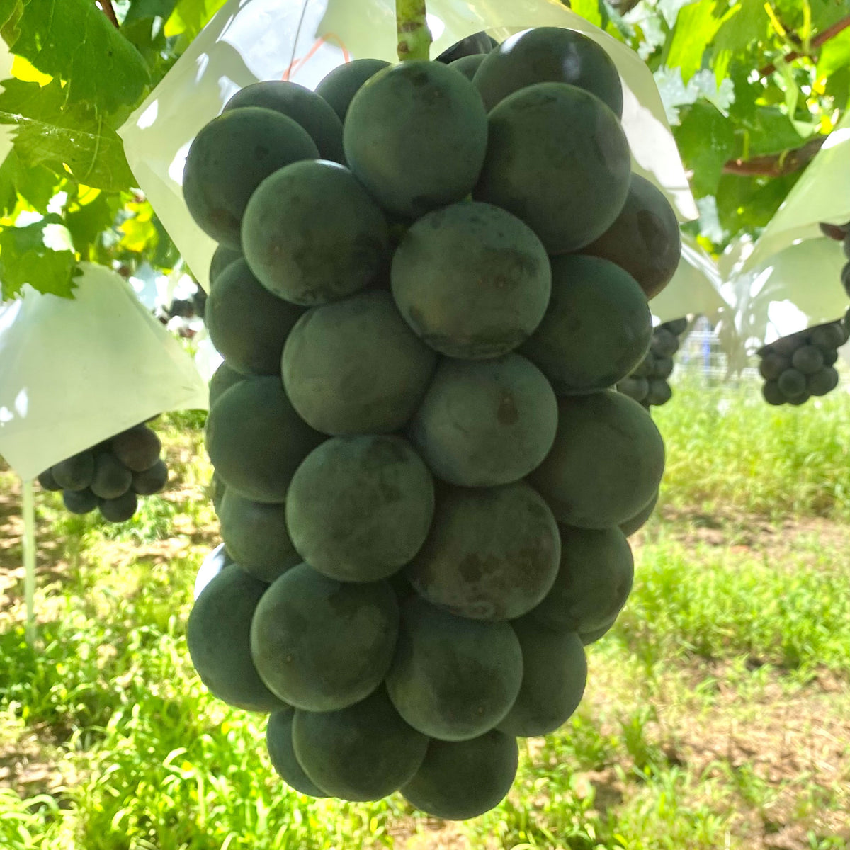 ブラックビート2〜3房入り(1.5kg以上) – KUBOTA FRUITS