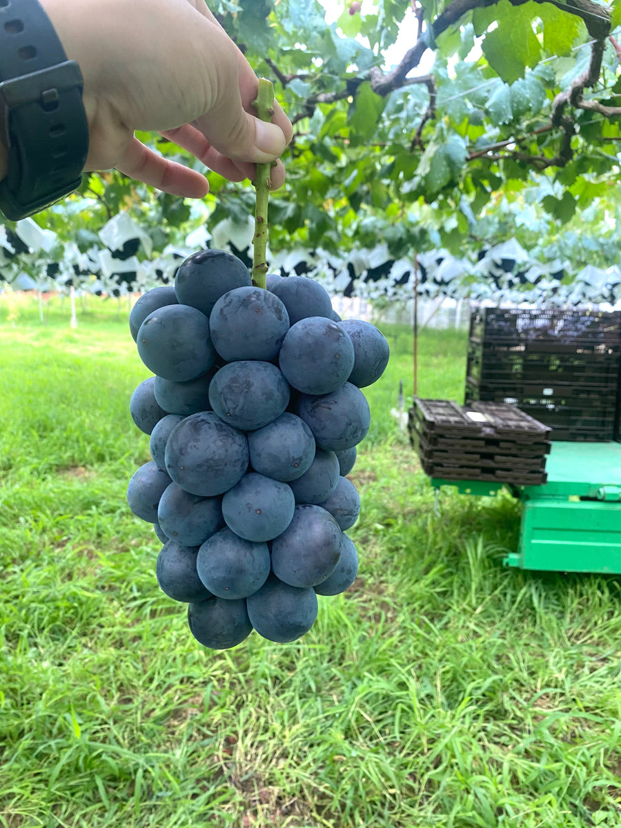 ブラックビート2房入り(1.5kg以上) – KUBOTA FRUITS