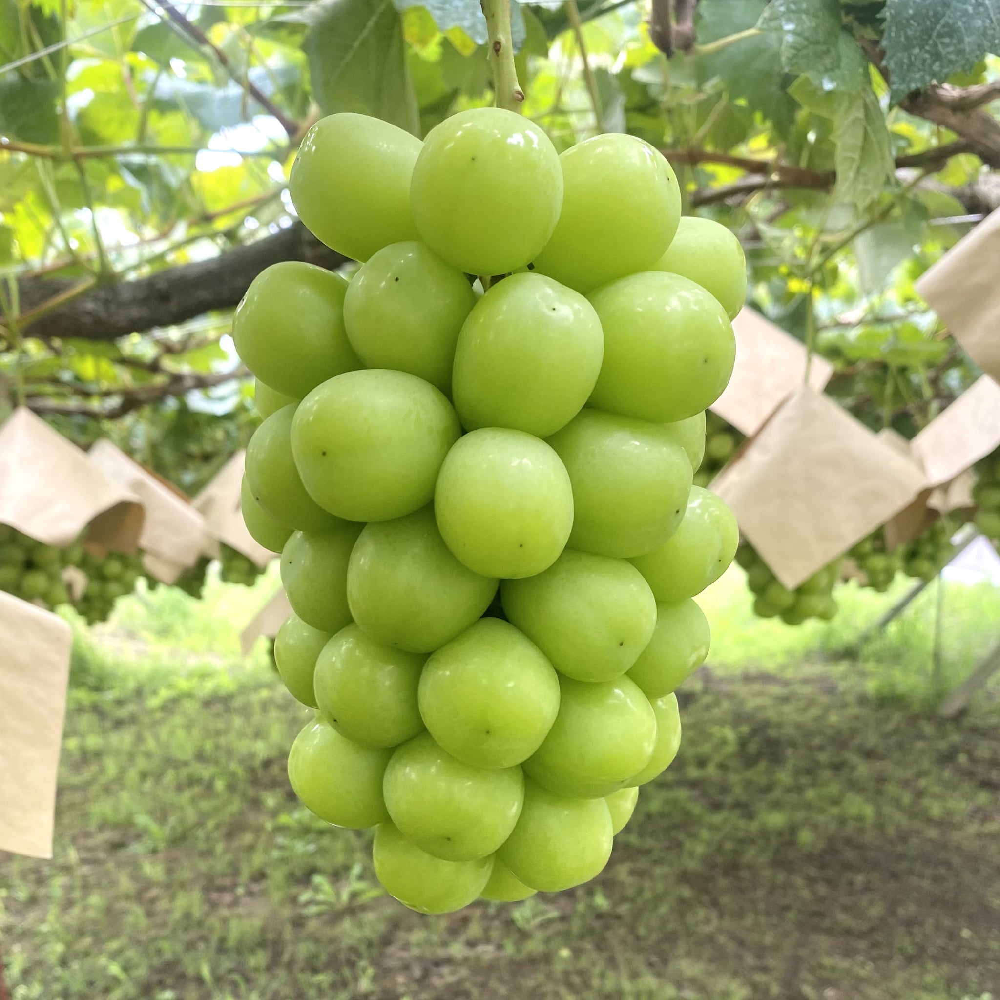 シャインマスカット2〜3房入り(1.5kg以上) – KUBOTA FRUITS
