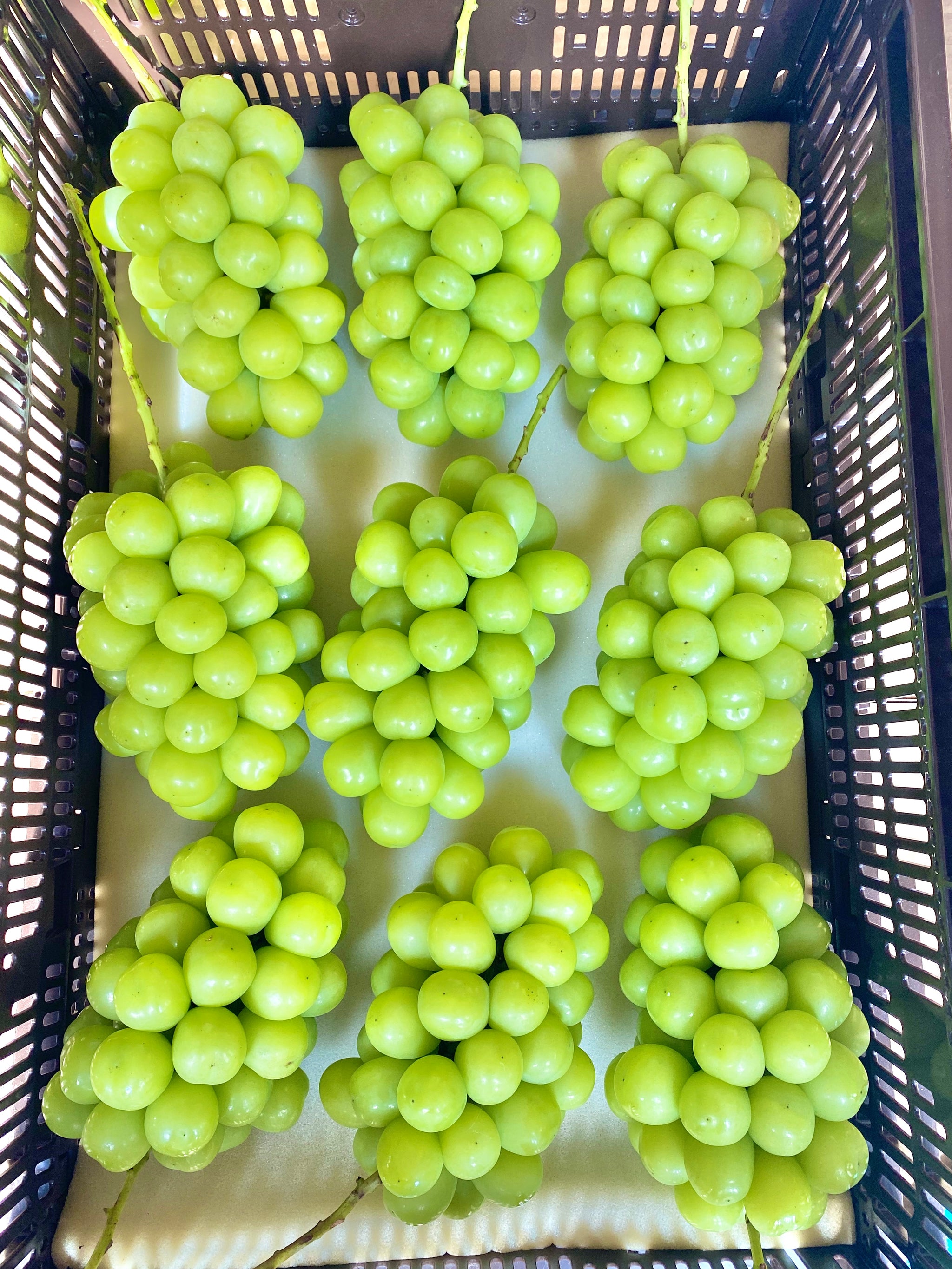 シャインマスカット2〜3房入り(1.5kg以上) – KUBOTA FRUITS