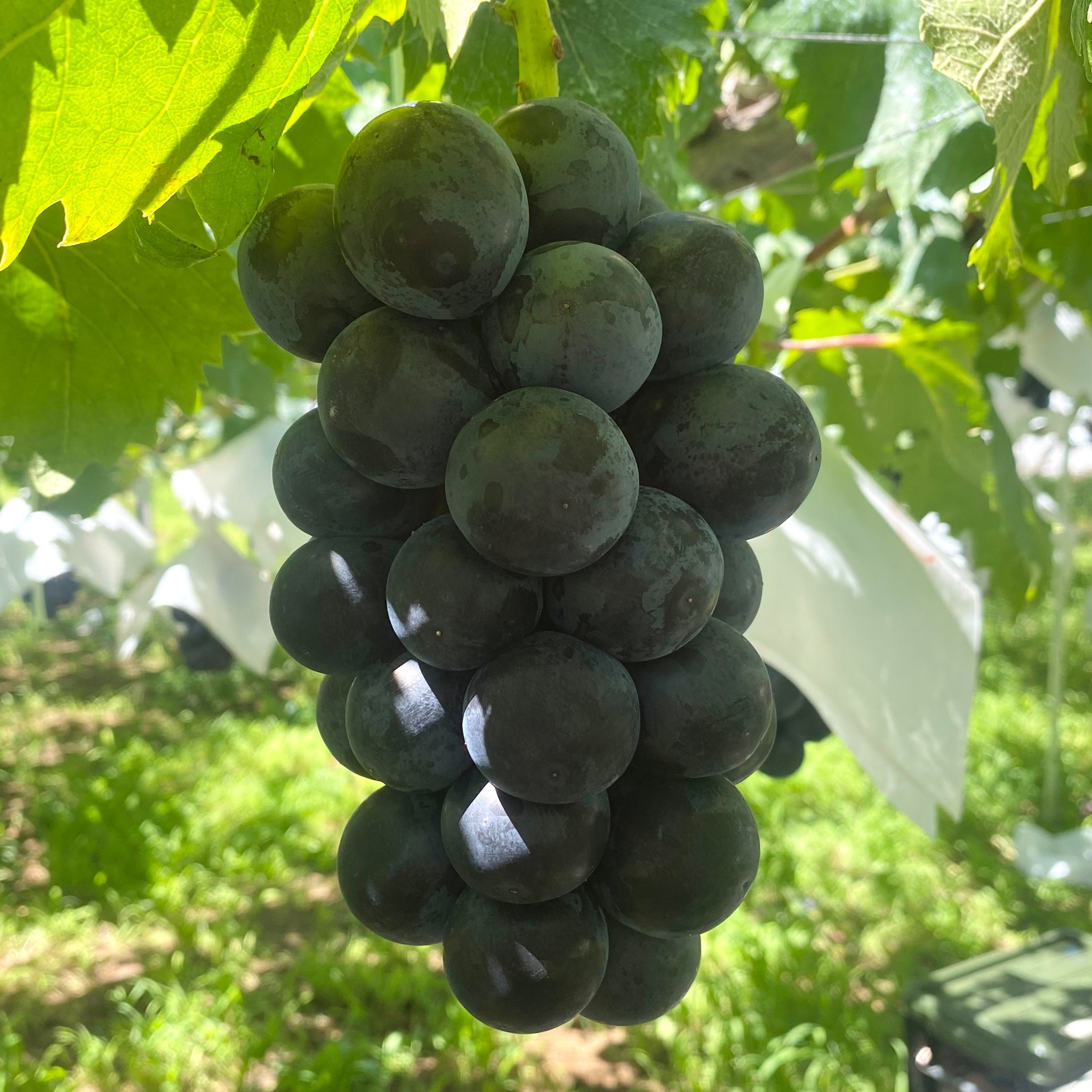 ブラックビート2〜3房入り(1.5kg以上) – KUBOTA FRUITS